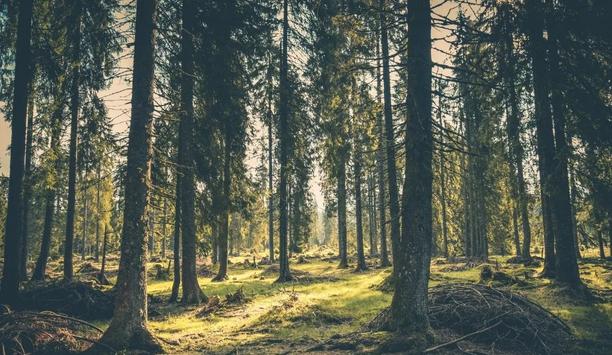 Viessmann Invests In Forest And Moorland To Save The Climate From Emission Of Harmful Gases